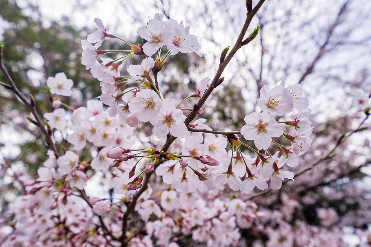 Ehime Prefecture
